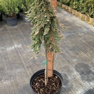 Juniperus horizontalis Pancake Pa