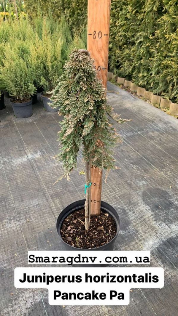 Juniperus horizontalis Pancake Pa
