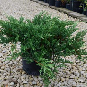 Juniperus horizontalis Prince of Wales С7.5