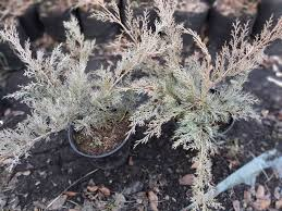 Juniperus horizontalis Prostrata