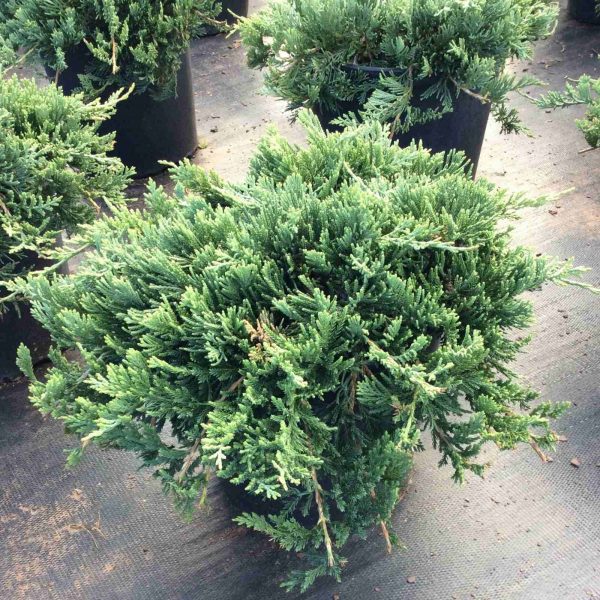 Juniperus horizontalis Wiltonii