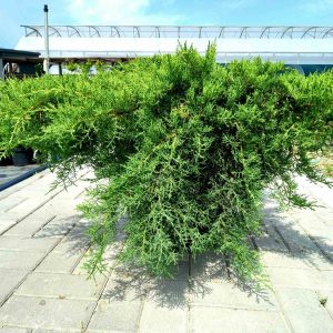 Juniperus pfitzeriana Compacta C7.5