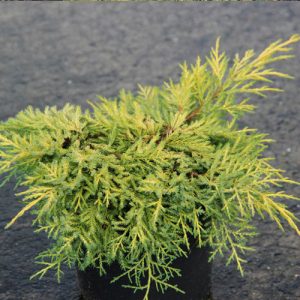 Juniperus pfitzeriana King of Spring C3