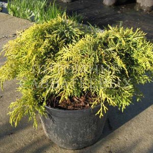 Juniperus pfitzeriana King of Spring C7 5