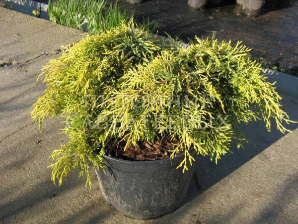 Juniperus pfitzeriana King of Spring C7 5