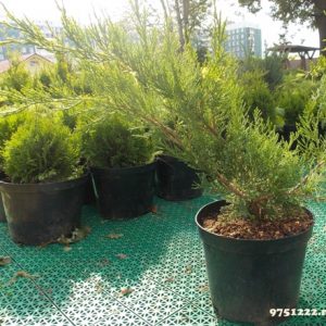 Juniperus pfitzeriana Mint Julep C7 5
