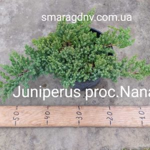 Juniperus procumbens Nana C3
