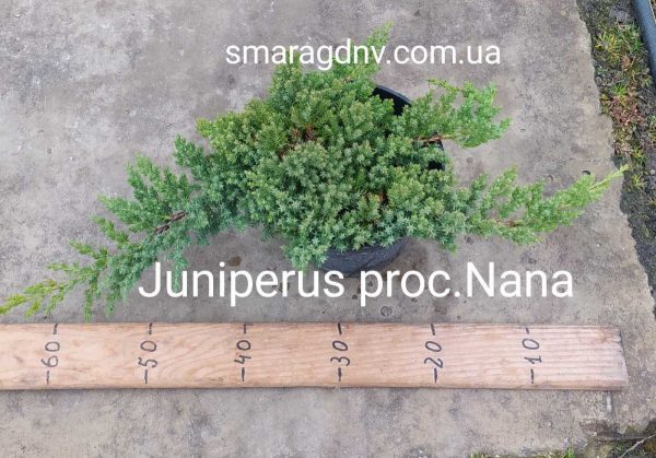 Juniperus procumbens Nana C3