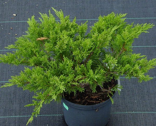 Juniperus sabina Rockery Gem C7