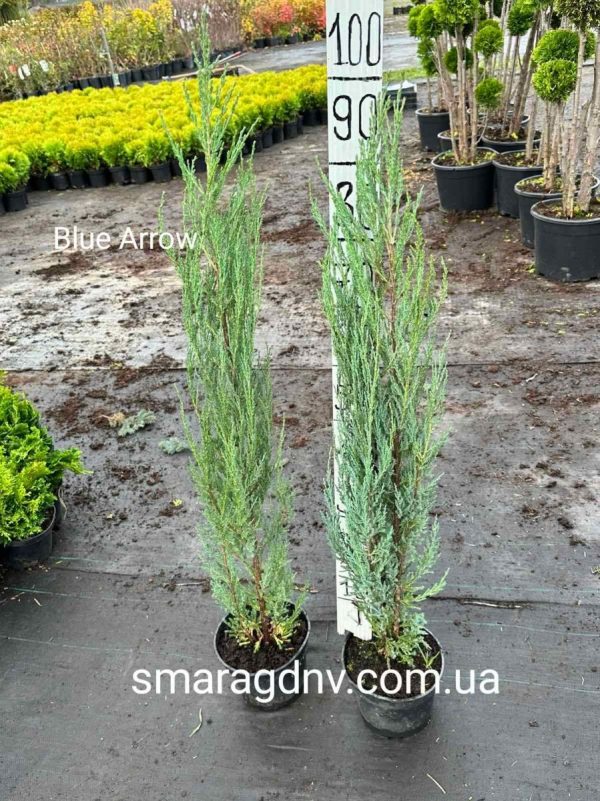 Ялівець скельний - Juniperus scopulorum Blue Arrow