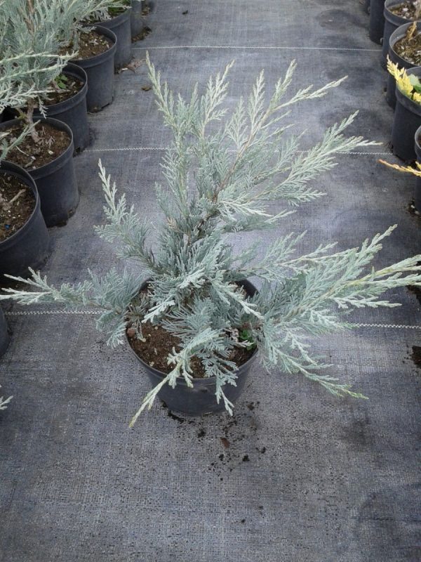 Juniperus scopulorum Moonglow C2