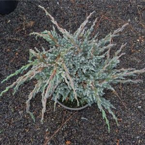 Juniperus squamata Blue Spider