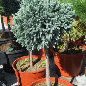 Ялівець лускатий - Juniperus squamata Blue Star Pa (на штамбі) (висота Pa 60-80 см, горщик 10л)