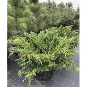 Ялівець лускатий – Juniperus squamata Blue Swede