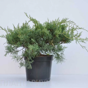 Juniperus virginiana Hetz С7.5