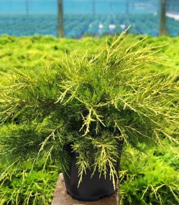 Ялівець китайський - Juniperus chinensis Kuriwao Gold