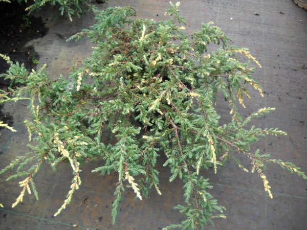 Ялівець звичайний - Juniperus communis Spotty Spreader