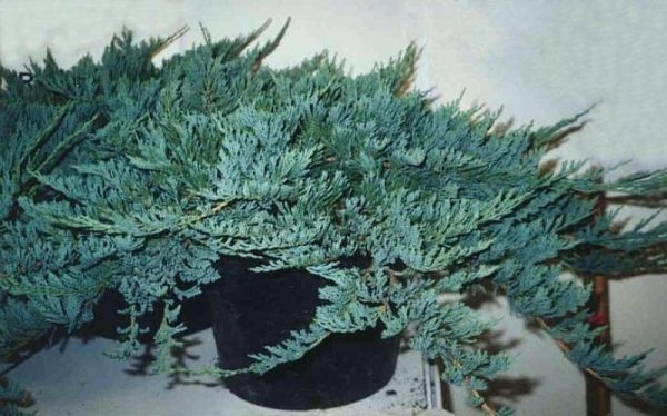 Ялівець горизонтальний - Juniperus horizontalis Blue Chip