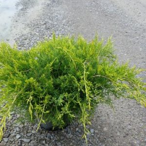 Ялівець середній - Juniperus pfitzeriana Aurea