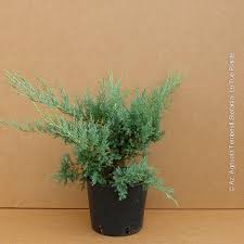 Ялівець середній - Juniperus pfitzeriana Compacta