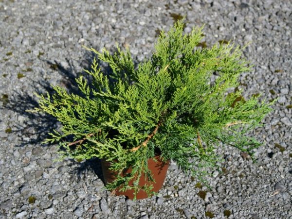 Ялівець козацький - Juniperus sabina Rockery Gem