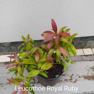 Леукотое – Leucothoe Royal Ruby
