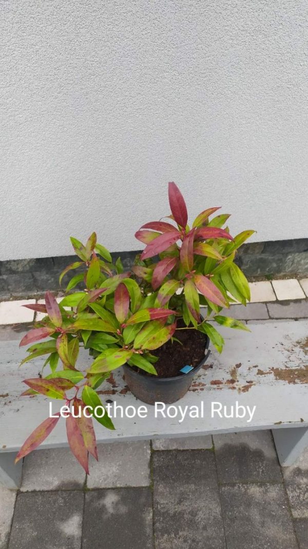 Леукотое – Leucothoe Royal Ruby