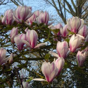 Магнолія - Magnolia Purpurascens