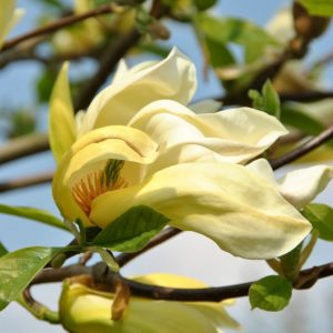 Магнолія - Magnolia Yellow Lantern