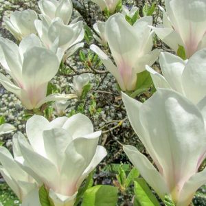 Магнолія - Magnolia soulangeana Alba Superba
