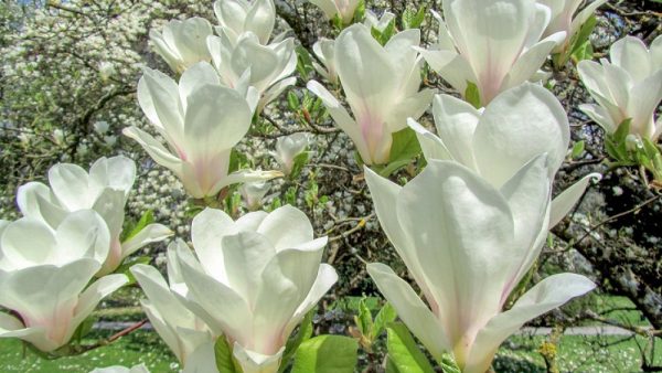 Магнолія - Magnolia soulangeana Alba Superba