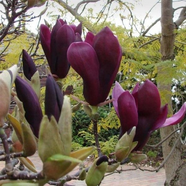 Магнолія - Magnolia Black Tulip