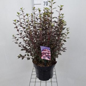 Пухироплідник - Physocarpus opulifolius Little Joker