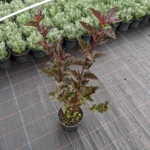 Пухироплідник - Physocarpus opulifolius Red Baron Pa