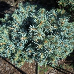 Ялина колюча – Picea Blue Perl Pa