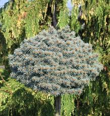 Ялина колюча – Picea Blue Perl Pa