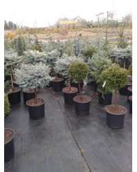 Picea abies Barryi Pa 80 100