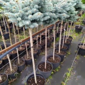 Ялина звичайна – Picea abies Mauthneralm Pa