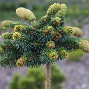 Ялина звичайна – Picea abies Medusa Pa