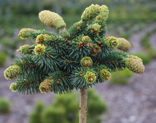 Ялина звичайна – Picea abies Medusa Pa