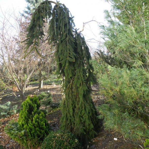 Ялина звичайна - Picea abies Rothenhaus