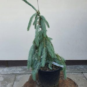 Ялина Енгельмана - Picea engelmannii Pendula