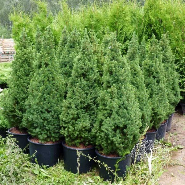 Picea glauca Conica