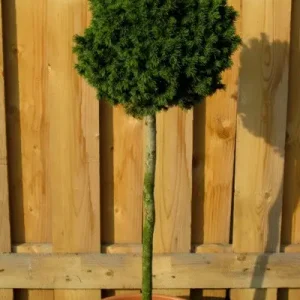 Ялина канадська – Picea glauca Little Globe Pa