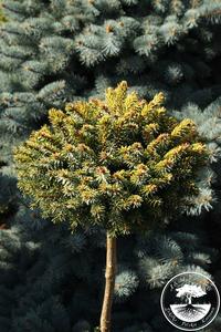 Ялина сербська - Picea omorika Peve Tijn Pa
