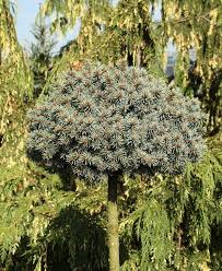 Ялина колюча – Picea pungens Blaue Kissen Pa