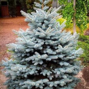 Ялина колюча – Picea pungens Blue Mountain