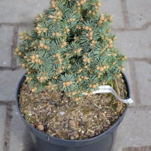 Ялина колюча - Picea pungens Brynek