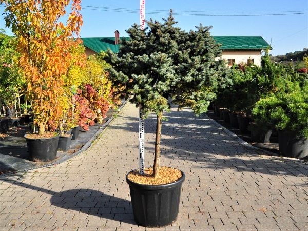 Picea pungens Glauca Globosa Pa