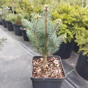 Picea pungens Iseli Fastigiate 2